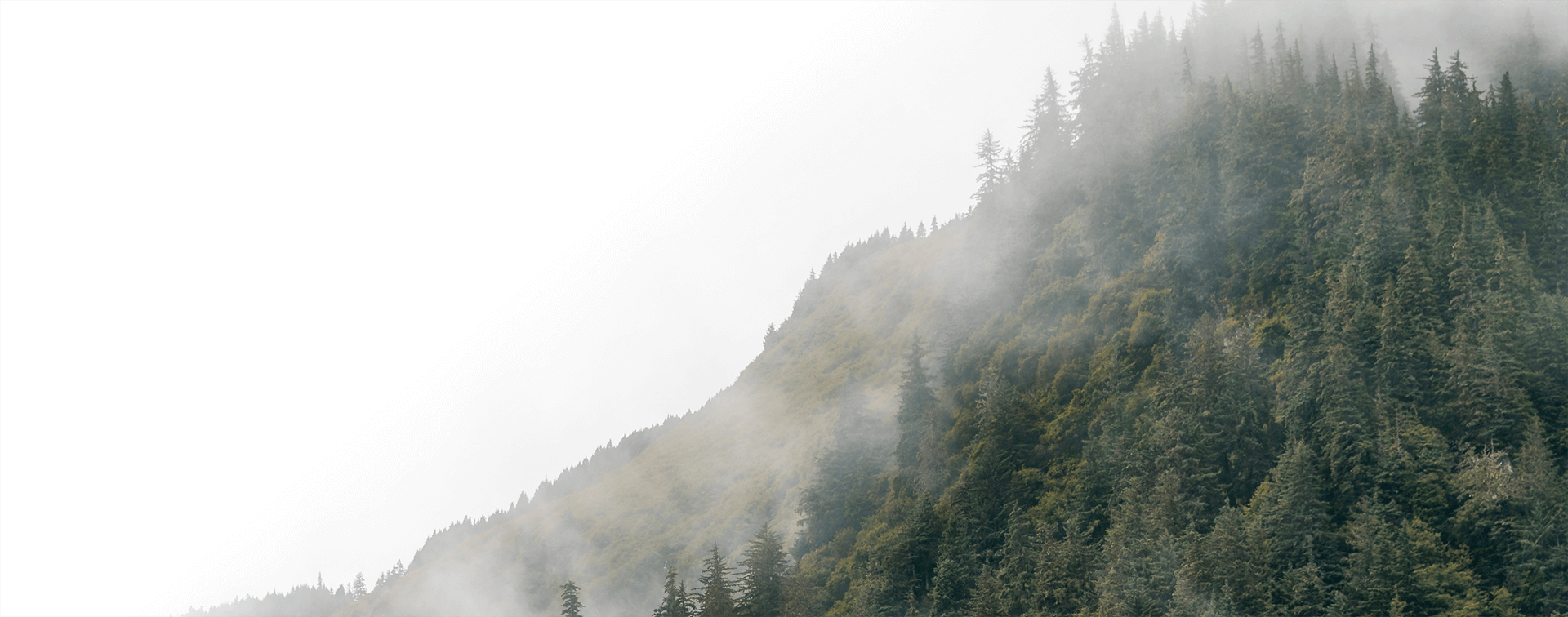 Foggy mountainside with forrest 