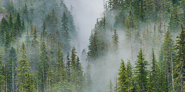 Trees on a foggy mountain