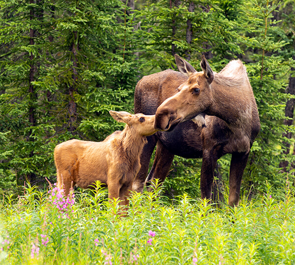 moose and its calf in the wild 